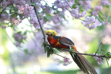 Golden pheasant on blooming tree