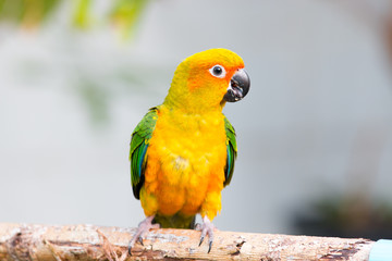 Fototapeta na wymiar Sun conure parrot on the background of nature