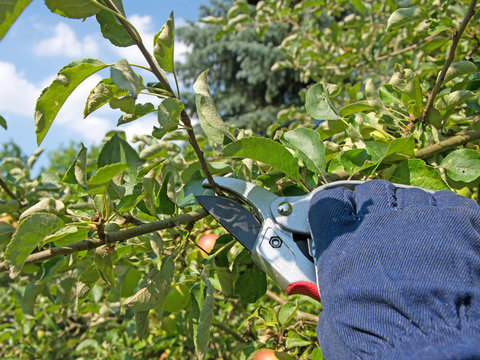 Obstbaumschnitt