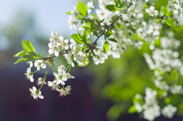 Цветущая вишня