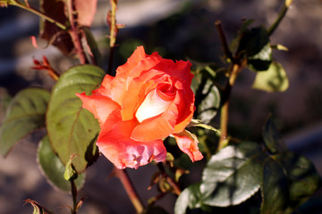 Close-up of pink rose in a garden