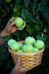 Picking green apple from a tree into the basket