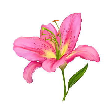 lily vector illustration  hand drawn  painted watercolor