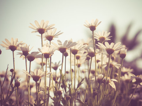 Fototapeta kwiaty z filtrem efekt retro styl vintage