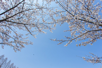 青空と桜