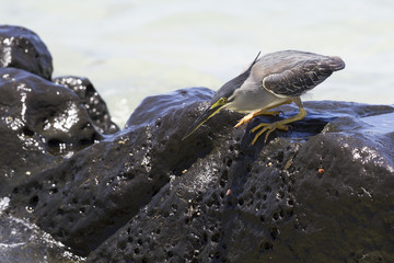 Héron pêchant en bord de mer