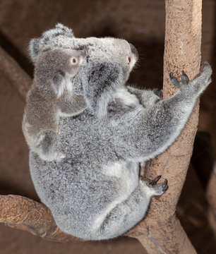 baby koala