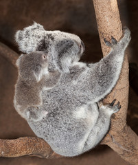 baby koala