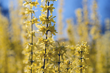 Forsythia