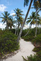 Fototapeta na wymiar Coconut palm trees and road on the tropical island