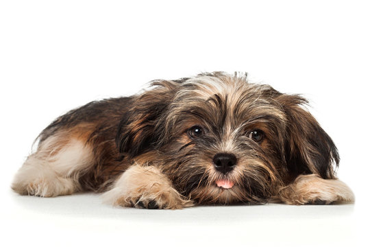 A laying beautiful smiling dark chocolate havanese puppy dog