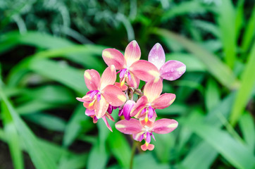 Beautiful pink orchid