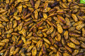 Chrysalis Larval food of Asians