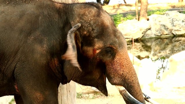 elephant in chiangmai zoo , chiangmai Thailand