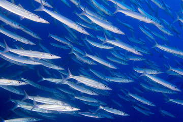 Barracuda Fish underwater