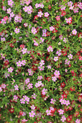 Gypsophila pink flowers
