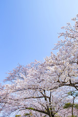 青空と桜
