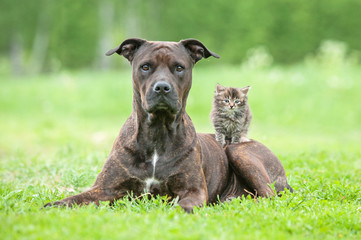 American staffordshire terrier with little kitten on its back