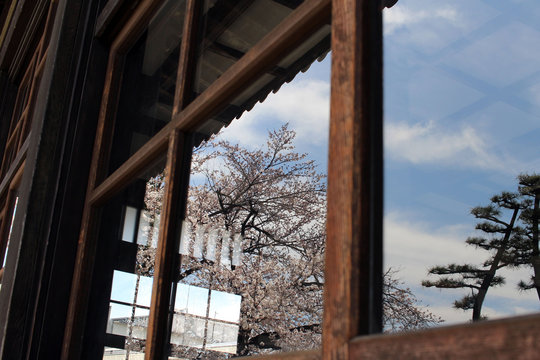 Sakura was reflected in the window