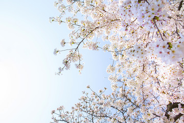 青空と桜