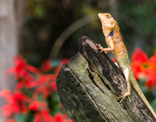 orange lizard sitting on tree in the natural habitat.
