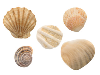 Seashells isolated on the white background