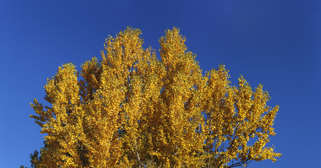 Fototapeta na wymiar Yellow leaves at autumn forest