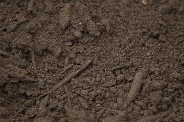 vegetable mould, humus soil