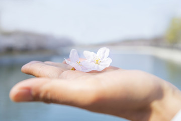 手のひらの桜