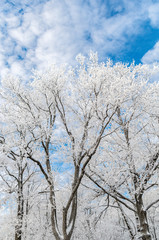 Fototapeta na wymiar Frosted trees at sunny winter day
