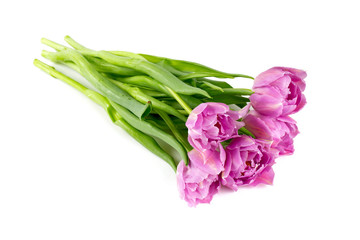 Fototapeta premium violet tulips isolated on white