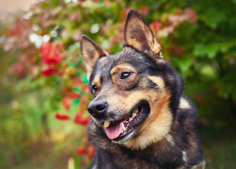 Portrait of a dog outdoors