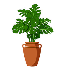 House plant isolated on white background and big leaves.