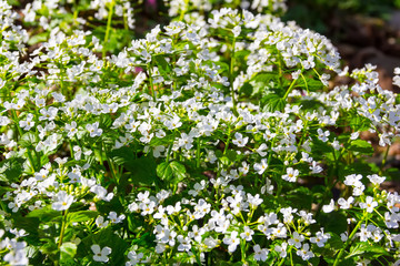 white flowers