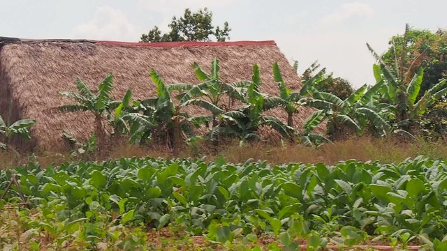 Tabakplantage Kuba