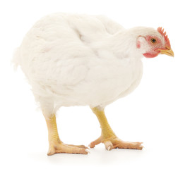 white hen