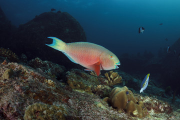 Fototapeta na wymiar parrotfish underwater in Andaman sea, Thailand
