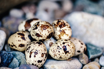 Obraz premium Textured eggs