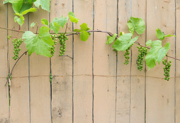 Cultivated grape woody vines clusters with unripe fruits