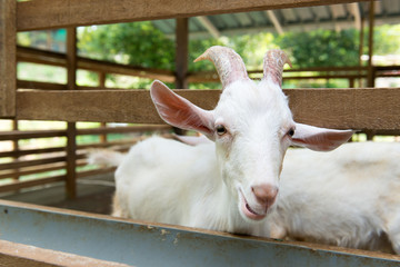 Goats in farm