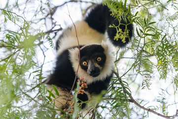 Black-and-white ruffed lemur inverted on a tree eating.