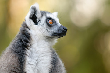Naklejka na ściany i meble Ring-tailed lemur portrait with bokeh background.