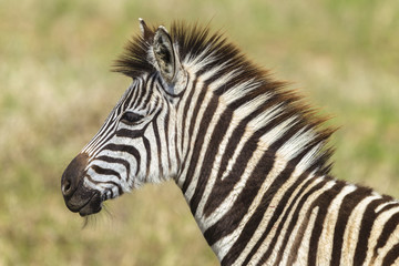 Fototapeta na wymiar Zebra Calf Wildlife