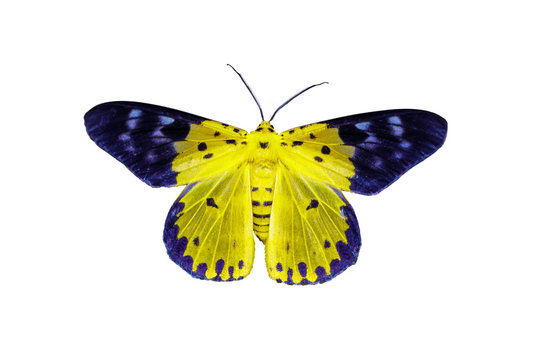 Isolated Dysphania militaris moths