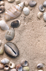 coquillages éparses sur le sable