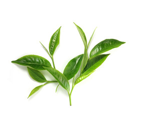 Green tea leaf isolated on white background - obrazy, fototapety, plakaty