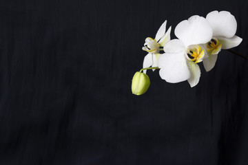 White orchid on a white background