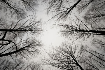 Trees in Sky