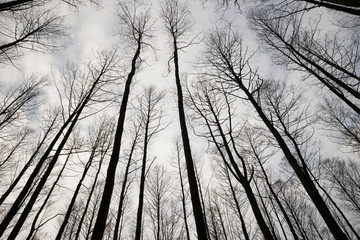 Trees in Sky