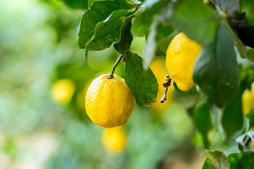 Lemons on tree, Sicily. Warm natural light